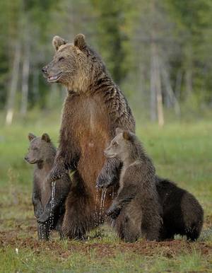Grizzly Bear Porn - Animal