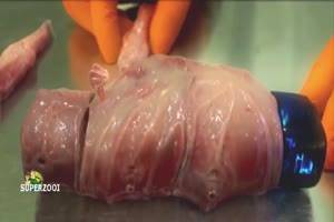 Alien Dick Cut Off - Dissected Alien Penis? WTF