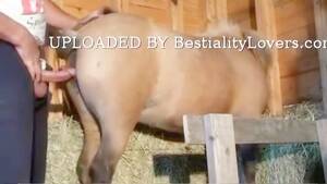 Man Has Sex With Mare - Men Mare Beautiful sex - Bestialitylovers - Watch Free Porn Video