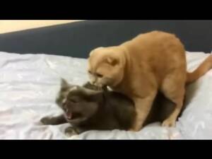 Cats Mating Porn - Cats mating screaming like a watch online