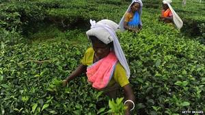 Mantu Plantation Slave Porn With Captions - Indian tea garden workers pluck leaves