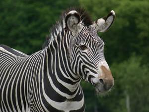 Gail Kim Pussy Close Up - Why Zebra Have Stripes - capradio.org
