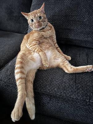 Anneli Sex Kittens - Rate my Cat (be honest) : r/orangecats