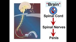 Erectile Dysfunction Sex Porn - 