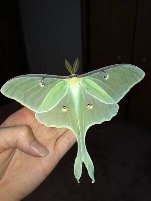 lady lepidoptera - The Luna Moth which only live about a week as a adults and then perish.They  don't eat or have a digestive system. Their sole purpose to mate. :  r/interestingasfuck