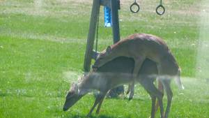 Deer Having Sex - deer having sex