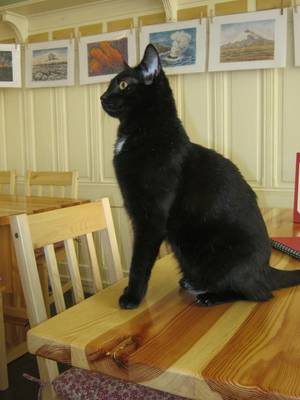 Freya Cat Porn - KoÄiÄÃ­ KavÃ¡rna Freya, photo: Dominik JÅ¯n So the cats ...