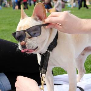 Djur - Dog wearing sunglasses