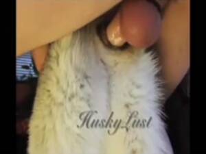 Man Fucks Female Siberian Husky - HuskyLust Compilation - ZooSkool Videos - Bestiality sex