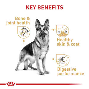 German Shepherd Porn Sites - Royal Canin Breed Health Nutrition German Shepherd Adult Dry Dog Food 30 lb  Bag | 1800PetMeds