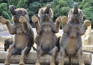 elephant tits - Elephants have very human-like tits. Weird. (sorta NSFW) : r/WTF