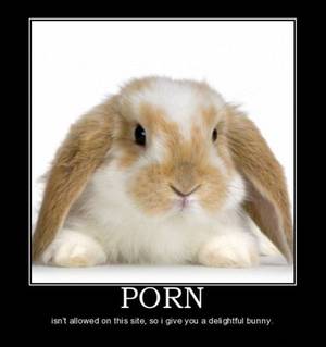 Funny Bunny Porn - Porn | Dobrador - Rabbits