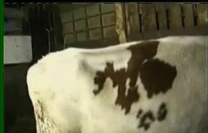 Lustful Cows Fucking - Farm cow gets banged from behind in the barn