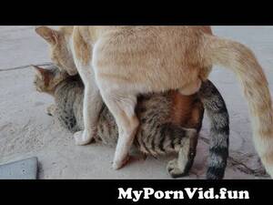Cats Mating Porn - CATS MATING CLOSELY RECORD UNSUCCESSFULLY from sex billi Watch Video -  MyPornVid.fun
