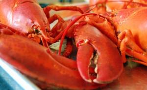 Lobster Porn - Lobster Porn To Celebrate National Lobster Day - cravedfw