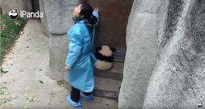 Naughty Panda Porn - Failed effort: However the keeper used her hand to stop the panda from  opening the