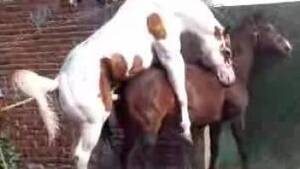 Foal Pussy - Blonde's wet pussy gets destroyed by a hung horse