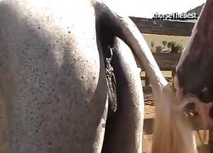 Mare Bestiality Porn - Mare Videos / farm bestiality porn / Most popular Page 1