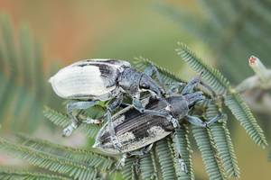 Madagascar Porn Barefoot - Two #weevils in #Madagascar give a little #bug #sex a try. MadagascarInsects PornBugs