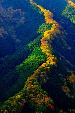Earth Mother Porn - Line of maple trees along a ridge - Namego Valley, Tenkawa Mountain, Japan.  Find this Pin and more on Earth porn ...