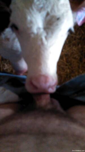 Lustful Cows Fucking - Lustful cow sucking on a guy's veiny cock in POV