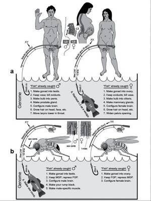 Anal Sex Diagram - Anal Fuck Diagram