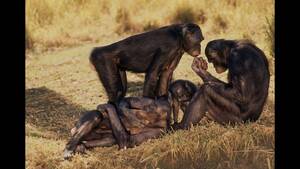 Monkeys Mating With Humans Sex - media.cnn.com/api/v1/images/stellar/prod/130620164...
