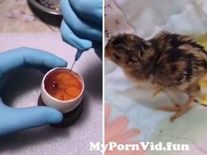 Man Fucks Chicken - This guy grows a chicken in an open fucking egg from man fuck chicken ass  po Watch Video - MyPornVid.fun
