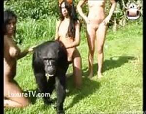 Gorilla And Girl Porn - Ape gorilla - Extreme Porn Video - LuxureTV