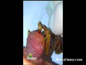 Breast Insertion Porn - Mantis Munching On Nipple