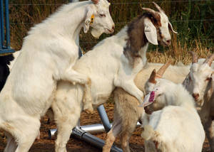 Goat Porn - High Quality Goat Porn Blank Meme Template