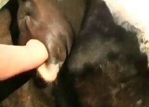 cow fisting pussy - Fisting Videos / pig animal sex / Most popular Page 1
