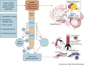 Death Erection Porn - ... erection centers in ...