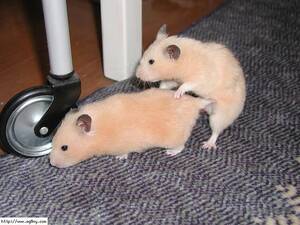 Hamster Porn.com - Hamster Porn | .... todos somos asi xD | Mugen Sama | Flickr