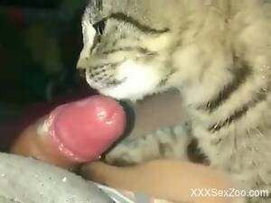 Cat Porn Video - cat Free Zoophilia Videos