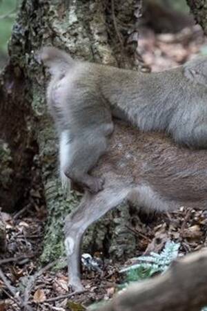 Monkeys Mating With Humans Sex - Monkey Tries to Mate With Deer in First Ever Video