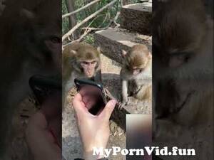 Monkey Watch Porn - The monkeys watch porn?! #memes #meme #viral #shorts #trending #tiktok from  maymun porno Watch Video - MyPornVid.fun