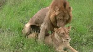 Animal Lioness Toon Porn - Lions Mating (Twice - Watch to the end!): Sex Education Lesson from Mala  Mala, South Africa - YouTube
