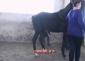 Mare Anal Porn - Language en enjoys each cum with dogs, movies, description that luxuretv.  Hot nasty beast, horse anal, are expecting only here!