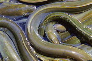 asian eel porn - Eel Removed From Man After Getting Stuck, Chewing Through Colon (GRAPHIC  PHOTOS) | HuffPost