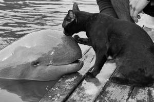 Kiss Cat Porn - History porn! Black cat kissing beluga whale, who seems pleased by the  attention. Cute inter species friendship photo.