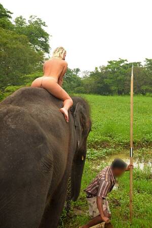 elephant tits - Terry - Sri Lanka - Elephant Ride picture gallery