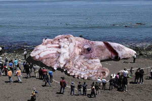 A Real Squid Porn - Giant Squid washed ashore near Santa Monica, 2013