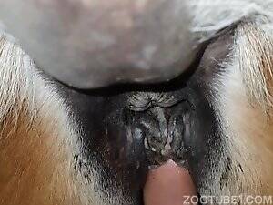 Man Has Sex With Mare - I got very excited fucking mare's tail - Zoo Xvideos