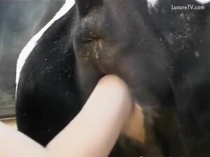 cow fisting pussy - Fisting a cow at the farm - ZooSkool Videos - Bestiality sex