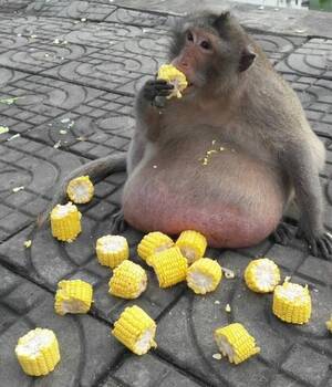 fat naked monkey - Tragic tale of Uncle Fatty the obese monkey who ate himself to death on  tourists' food after 'falling off the wagon' | The US Sun