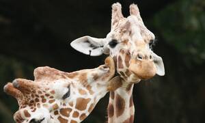 Gay Giraffe Porn - Are 90% of giraffes gay â€“ or have their loving looks been misunderstood? |  Animal behaviour | The Guardian