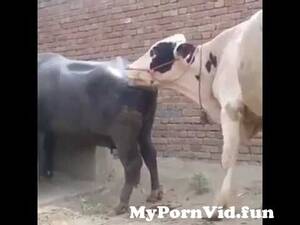 black cow porn - bull like black cow and get crazzy from xxxcow com Watch Video -  MyPornVid.fun
