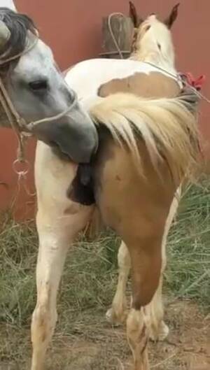 Foal Pussy - Horse pussy is going to get boinked by a stallion