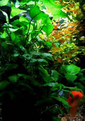 Hardscape Porn - 8 best Aquarium Porn images on Pinterest | Fish aquariums, Fish tanks and  Aquariums